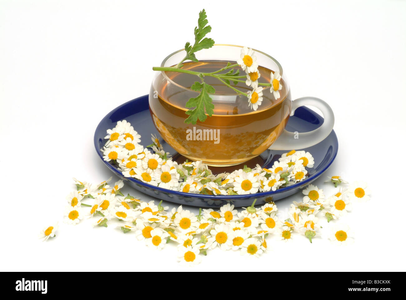 medicinal tea herbtea Feverfew medicinal plant herb Chrysanthemum