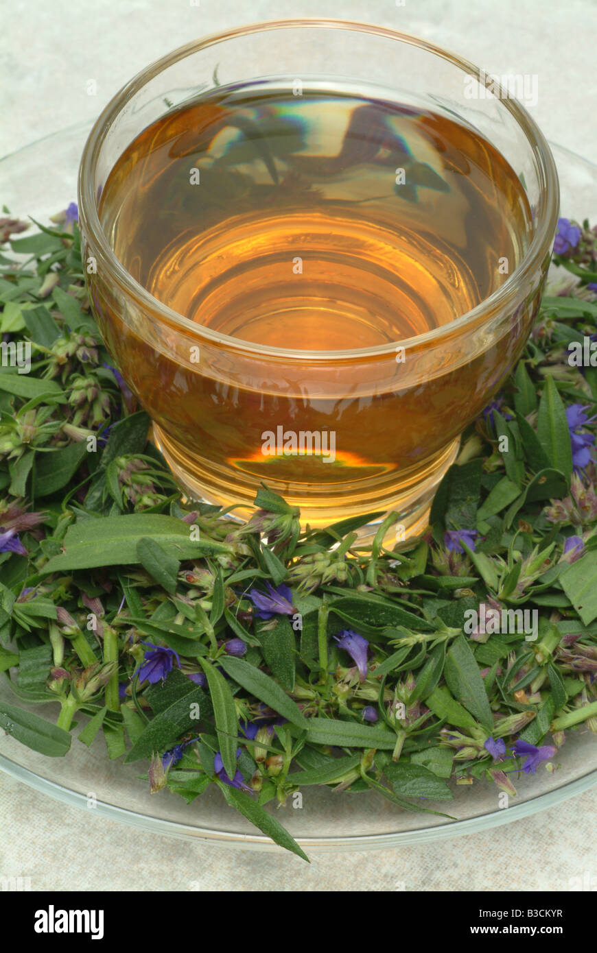 herbtea made of Ysop Hyssop Hyssopus officinalis Issopo Ysoptee ...