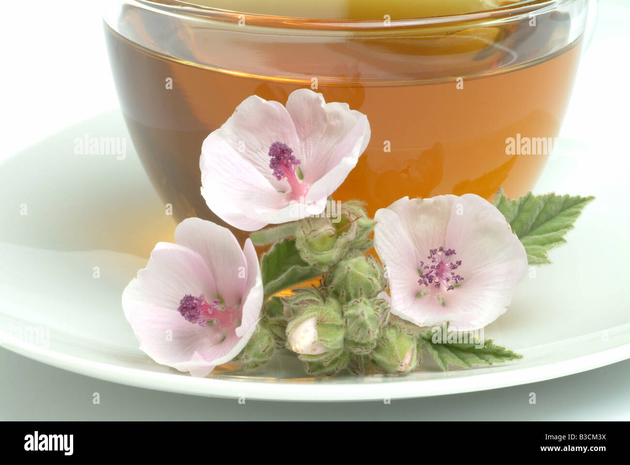 herbtea made of Marshmallow Althaea officinalis Altea Marshmallowtea