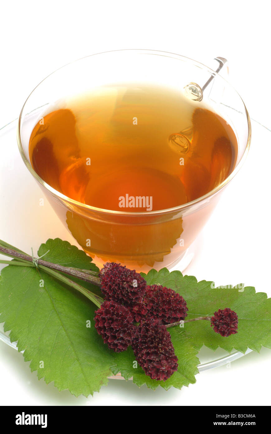 medicinal tea made of great burnet burnet salvastrella salvastrella maggiore sanguisorba sanguisorba officinalis Stock Photo