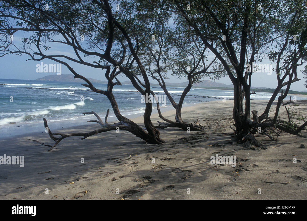 View Of Trees On Tamarindo Beach Guanacaste Costa Rica Central Stock Photo Alamy View Of Trees On Tamarindo Beach Guanacaste Costa Rica Central Stock Photo Alamy