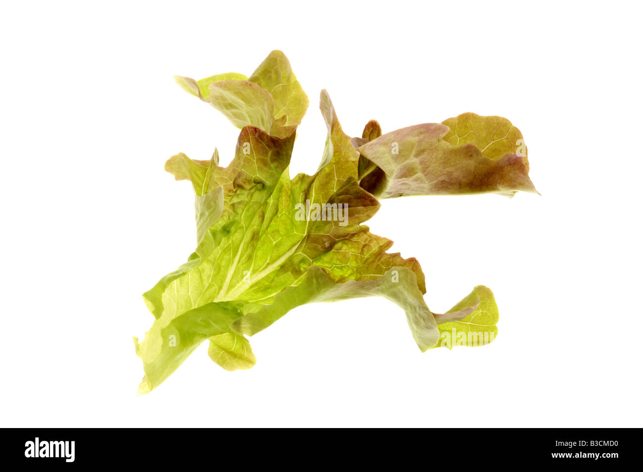 Delicato Lettuce Leaf Stock Photo Alamy