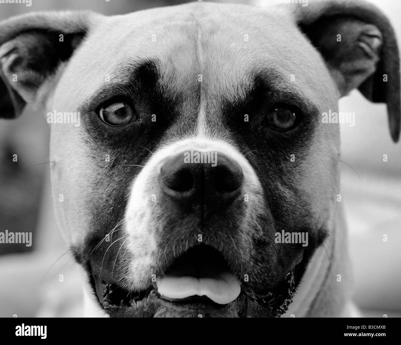 A mixed breed female Boxer American Bulldog Stock Photo