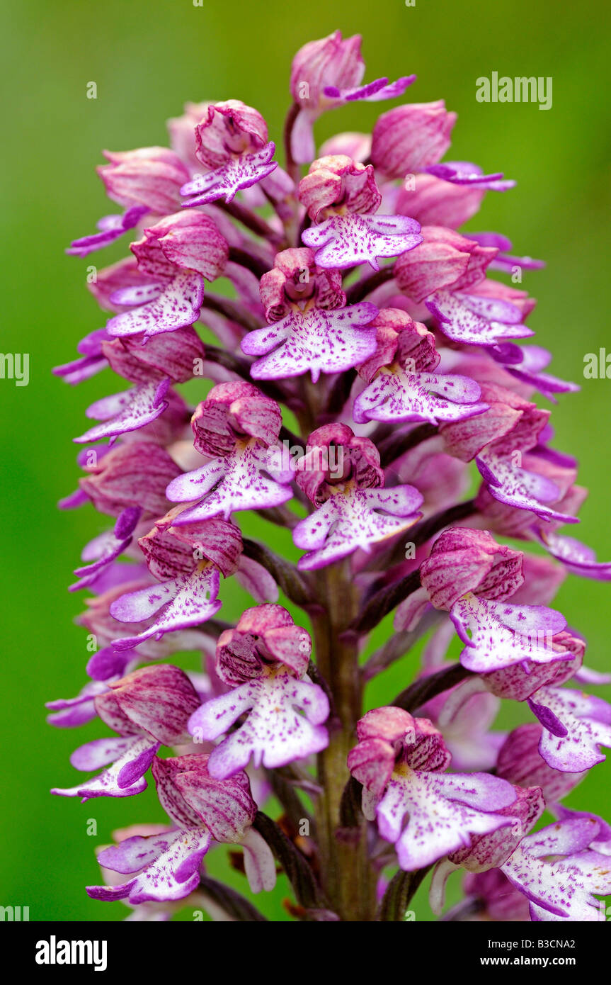 Lady Orchid, Orchis purpurea, Orchid Stock Photo