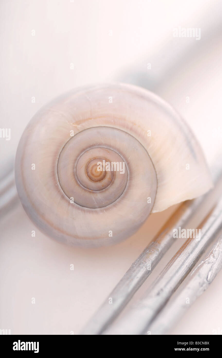 Snail-shell, close up Stock Photo