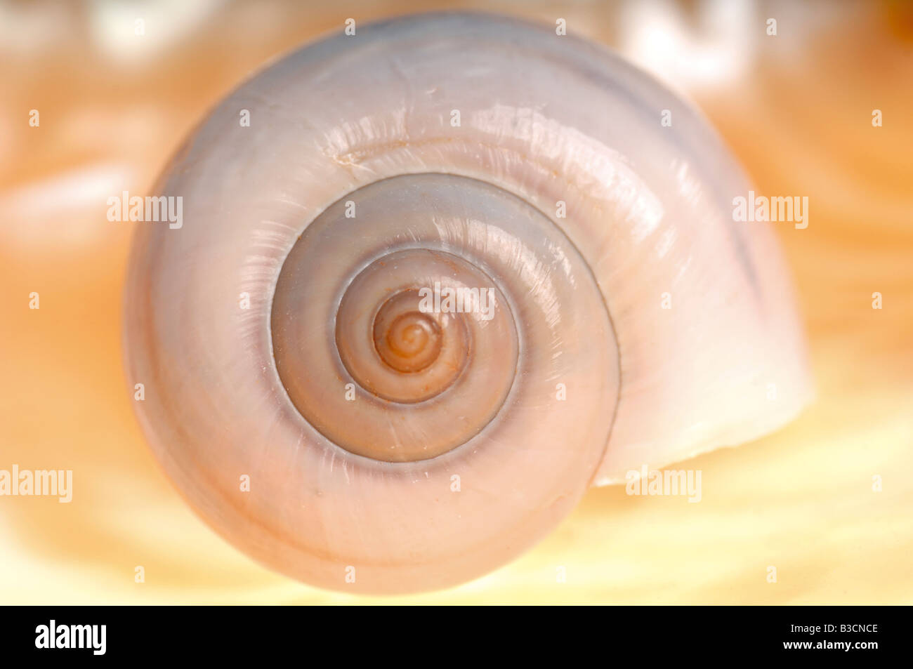 Snail-shell, close up Stock Photo