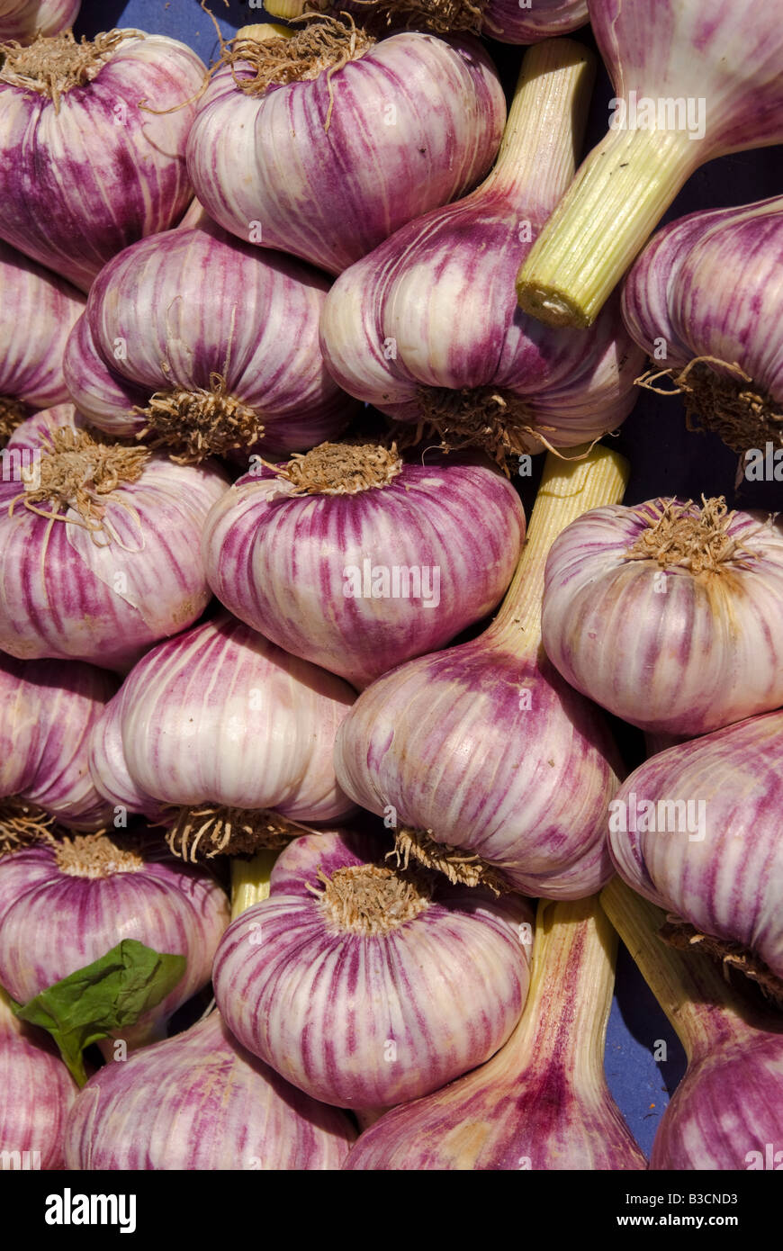 Garlic bulbs on a French market stall France Stock Photo Alamy