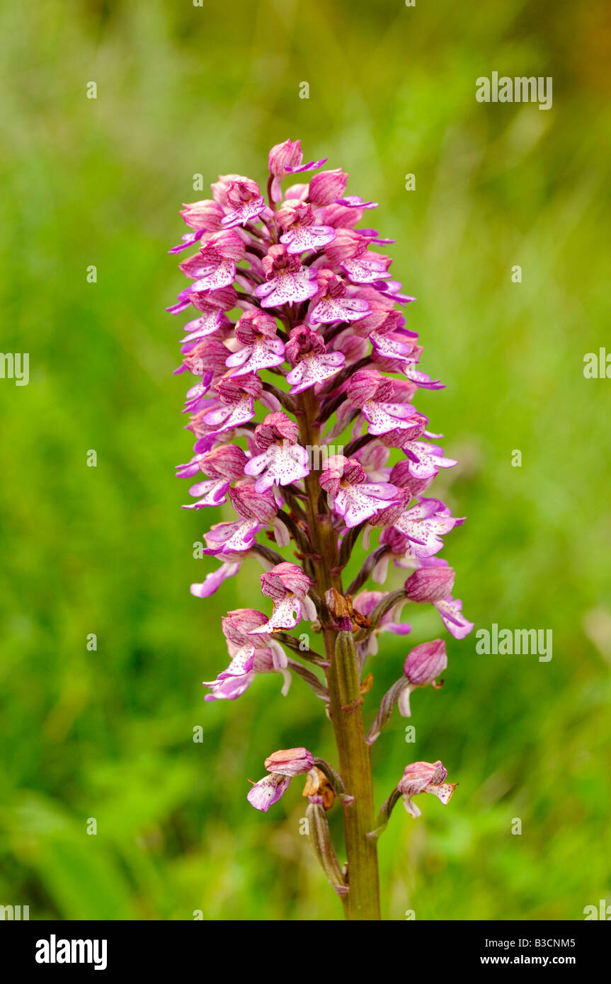 Lady Orchid, Orchis purpurea, Orchid Stock Photo