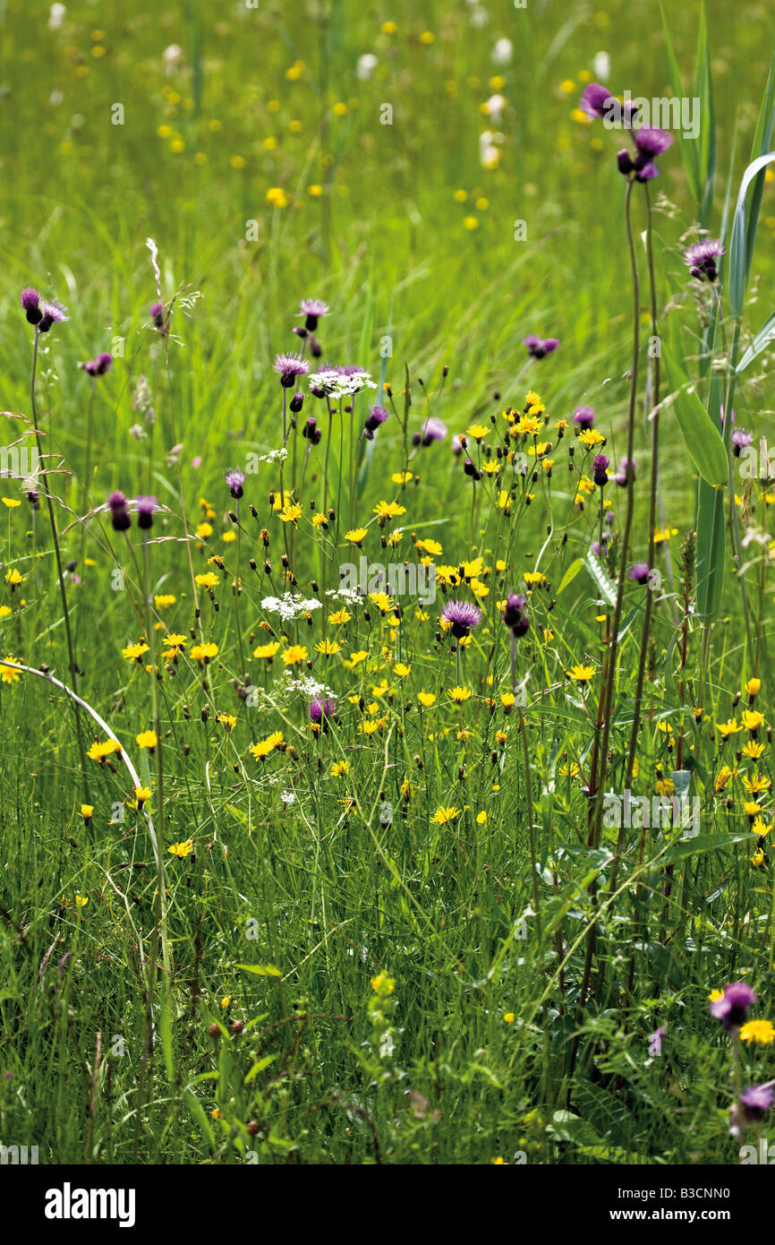 Germany, Bavaria, Wild flowers in field Stock Photo Alamy