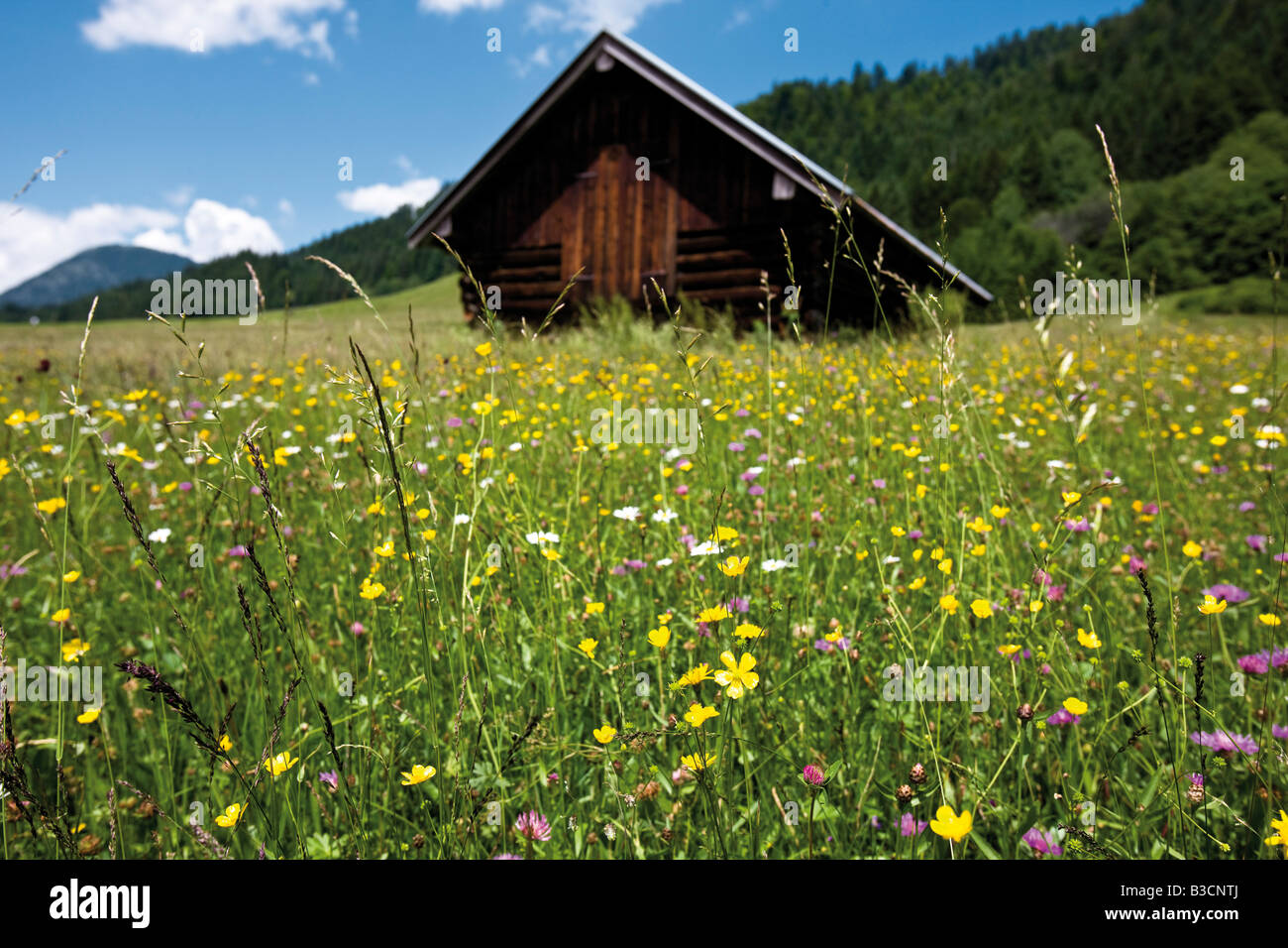 Germany, Bavaria, Wild flowers in field Stock Photo Alamy