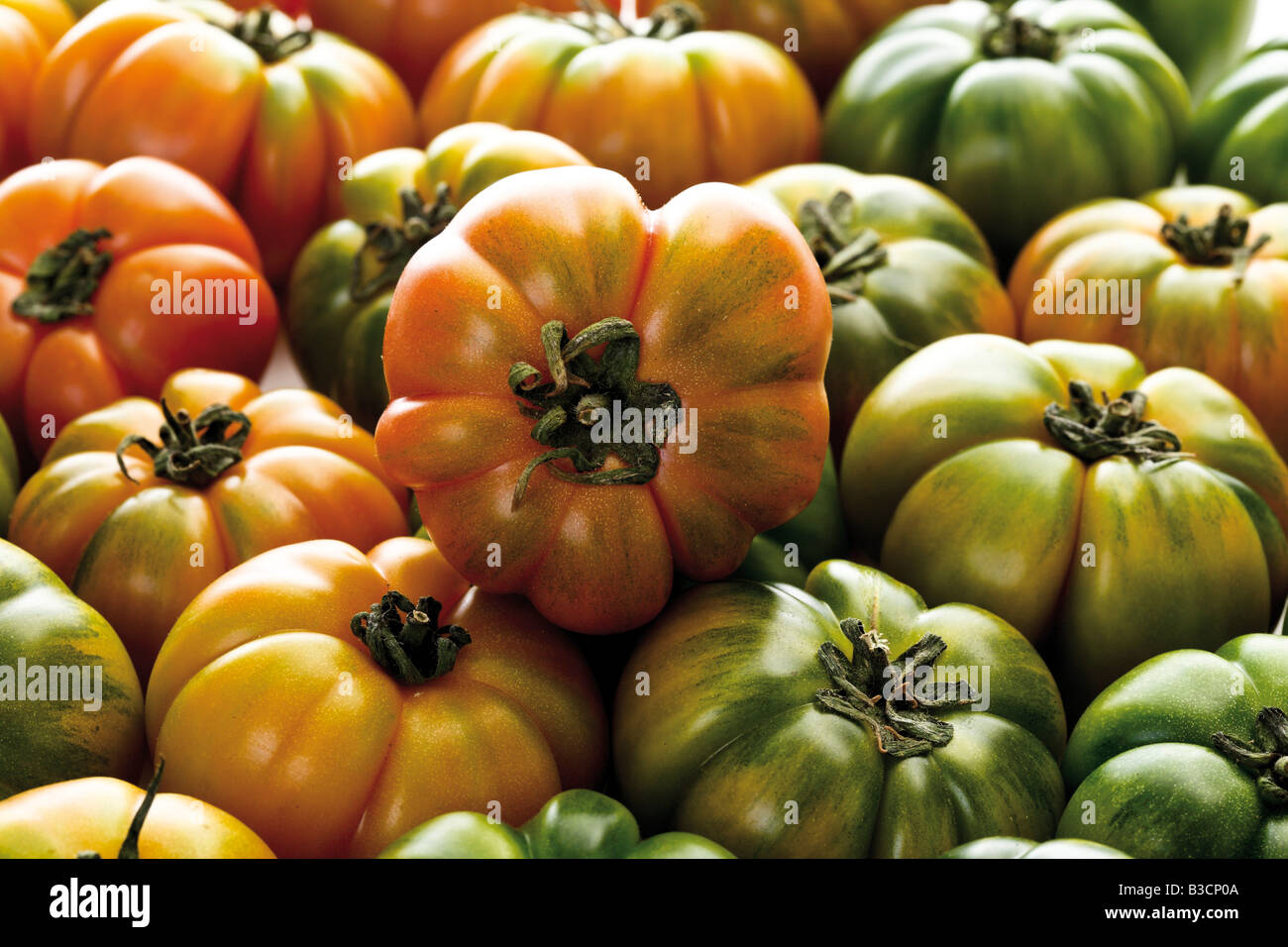 Oxheart Tomatoes, close-up, full frame Stock Photo
