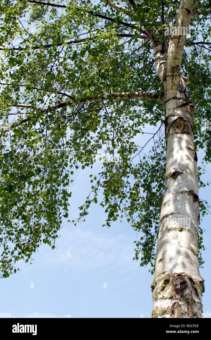 Silver Birch, UK Stock Photo - Alamy