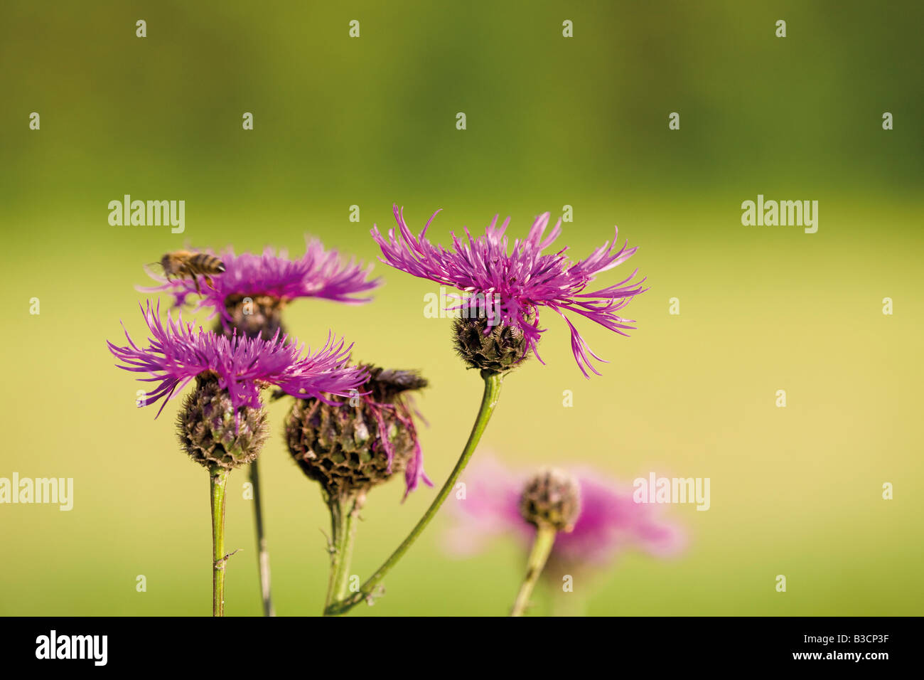 Small knapweed hi-res stock photography and images - Alamy