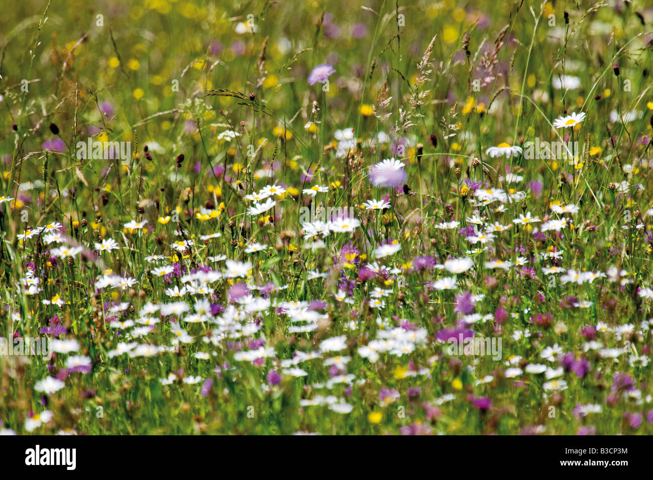 Germany, Bavaria, Wild flowers in field, full frame Stock Photo
