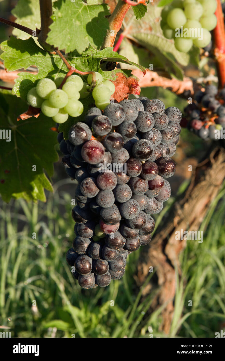 wine grape vine Bordeaux France French red Stock Photo Alamy