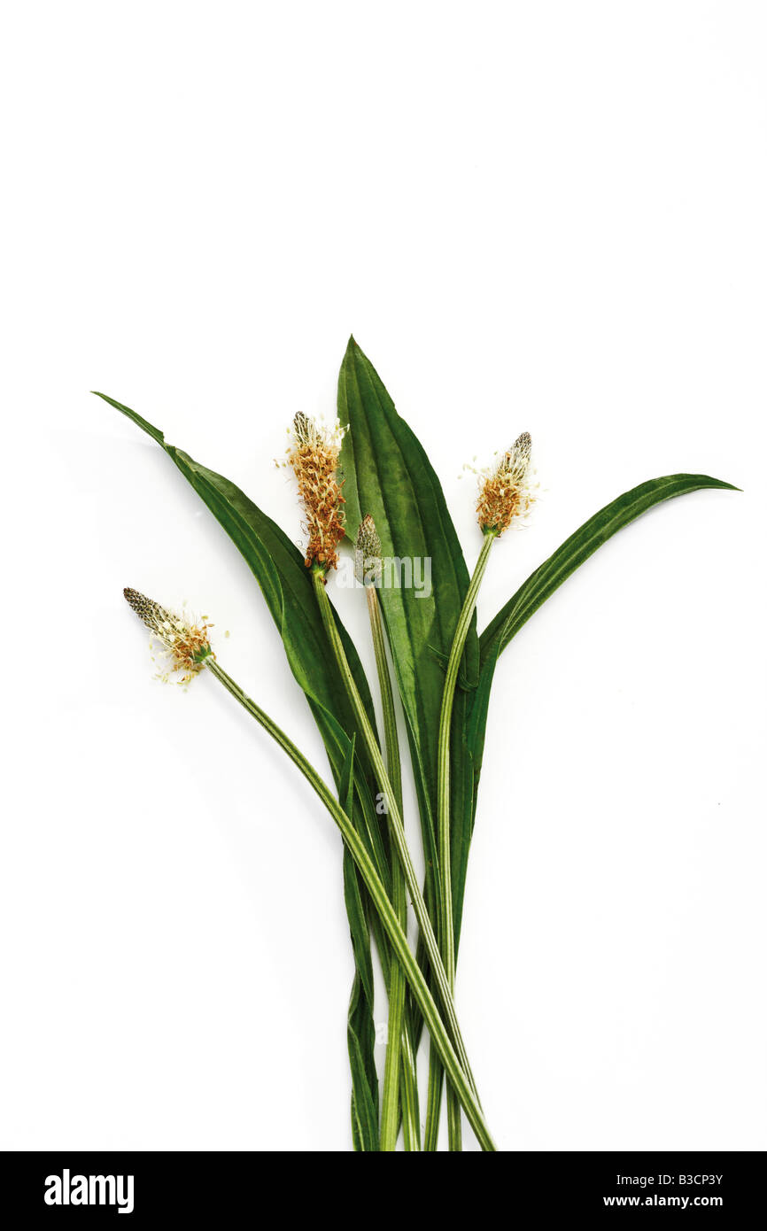 Ribwort (Plantago lanceolata) on white background, elevated view Stock Photo