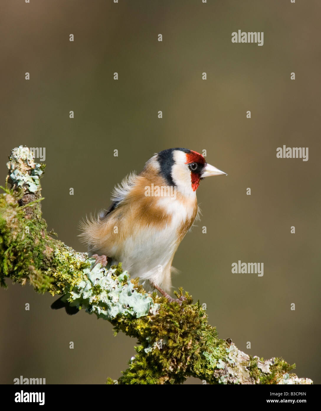 Goldfinch with feathers ruffled by breeze Stock Photo