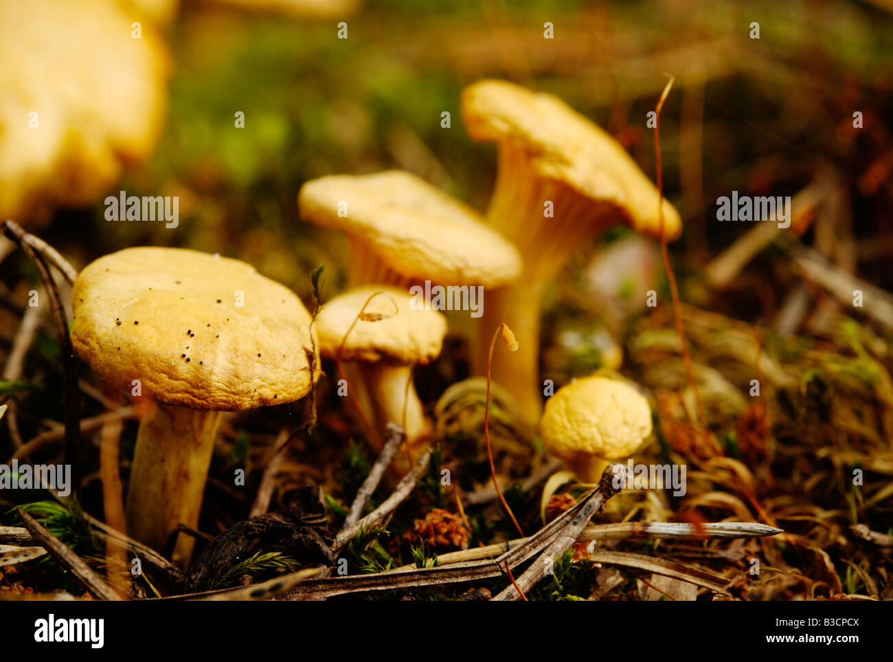 Golden chanterelles (Cantharellus cibarius Stock Photo Alamy