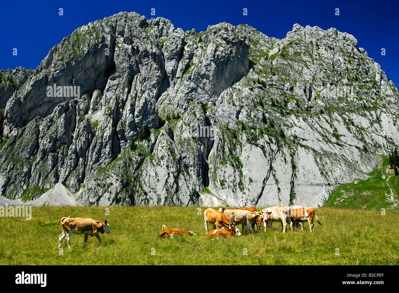 Pasture for cattle hi-res stock photography and images - Alamy