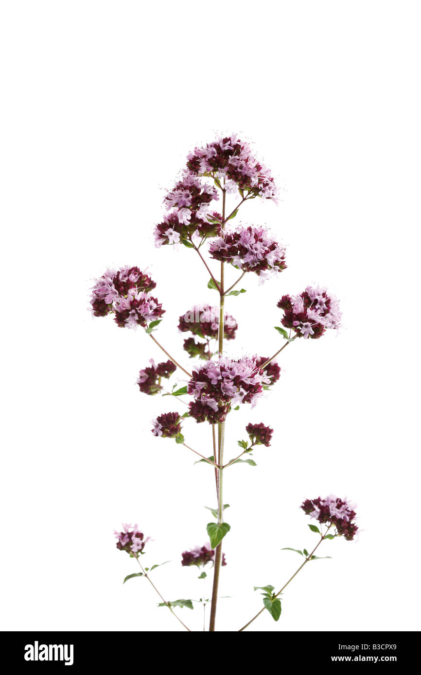 Wild Marjoram (Origanum vulgare Stock Photo Alamy