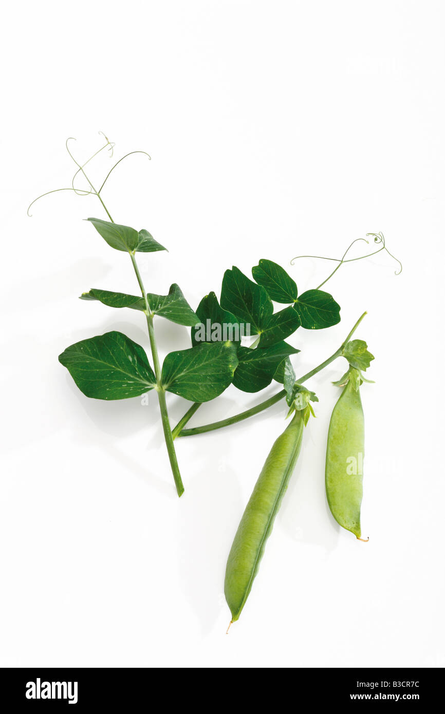 Snow peas in pod, elevated view Stock Photo