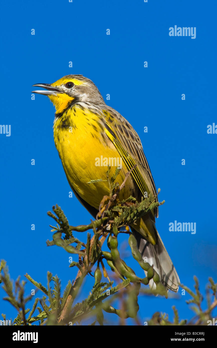 Portrait of a yellow throated longclaw sitting on a twig Stock Photo