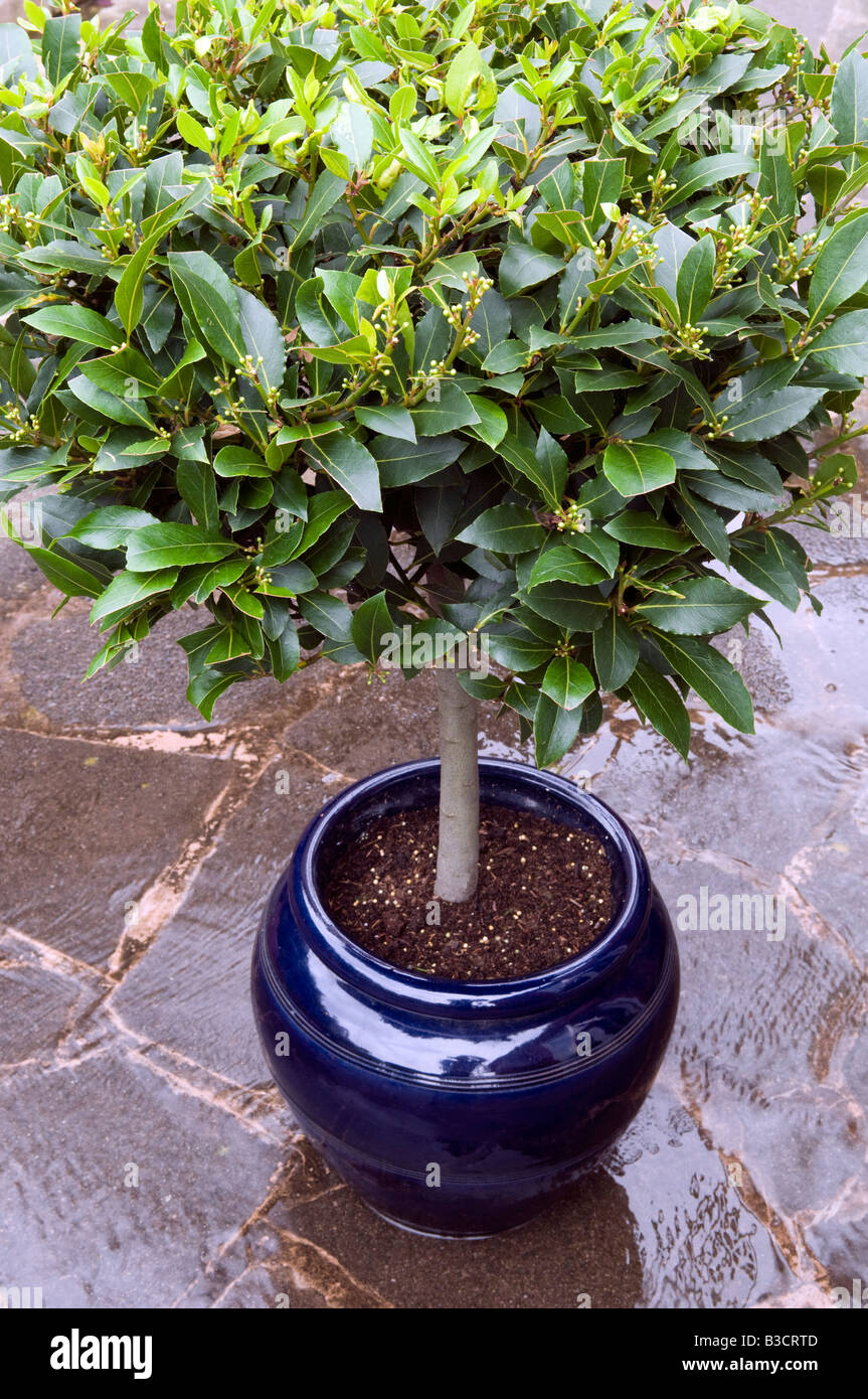 Bay tree hires stock photography and images Alamy