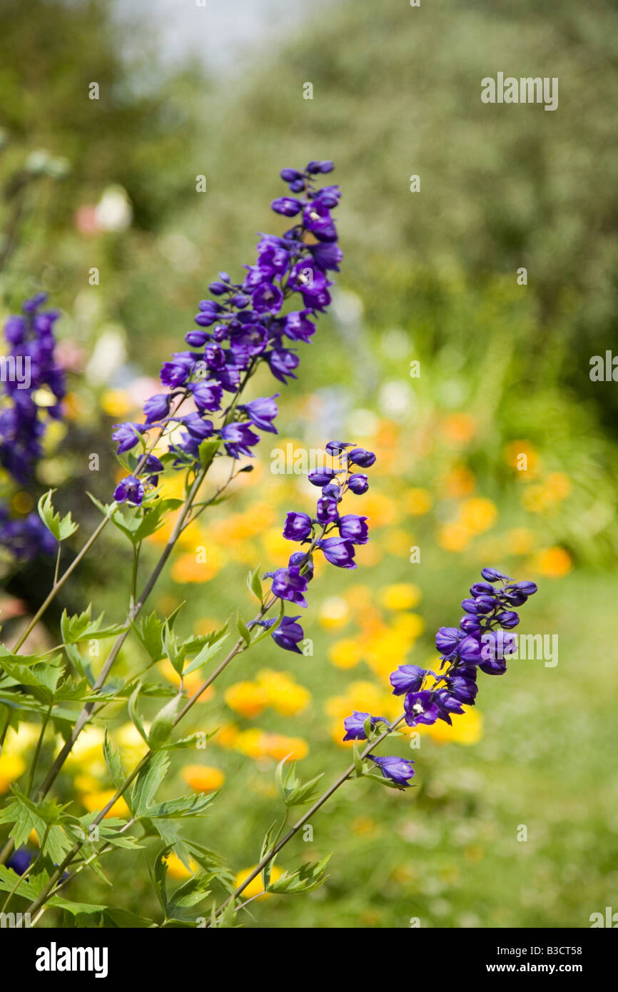 Delphiniums blooming in Hemingford Grey Manor garden Cambridgeshire Stock Photo