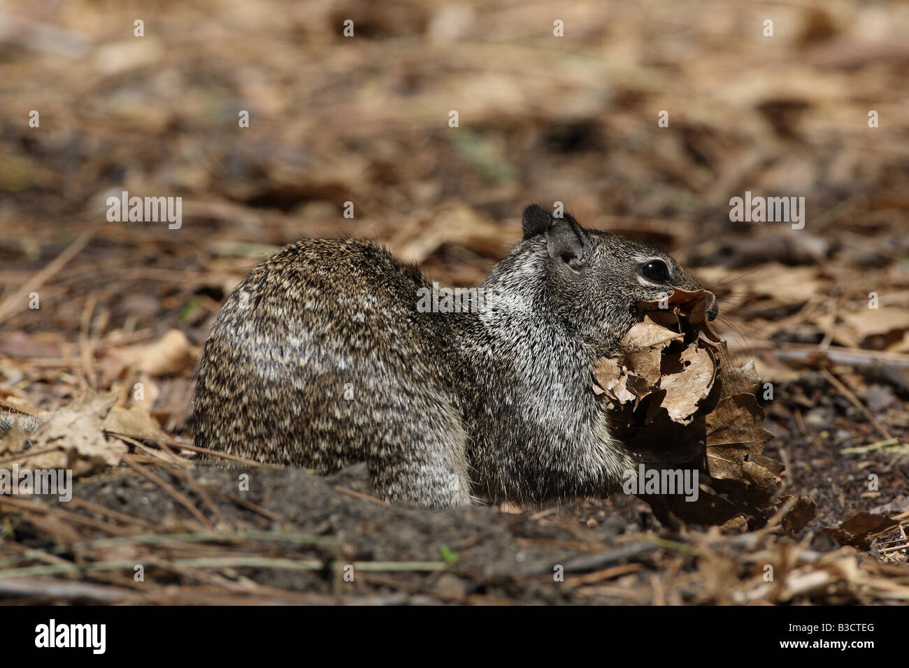 ground squirrel Stock Photo