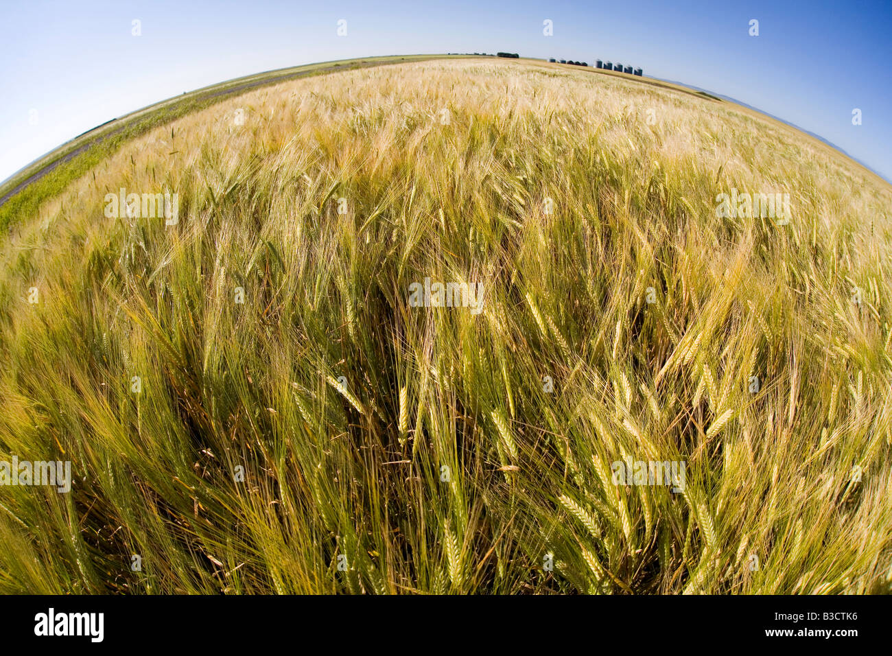 Wheat in a field ready for harvest Stock Photo - Alamy