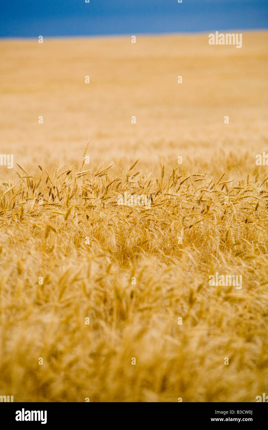 Wheat in a field ready for harvest Stock Photo - Alamy