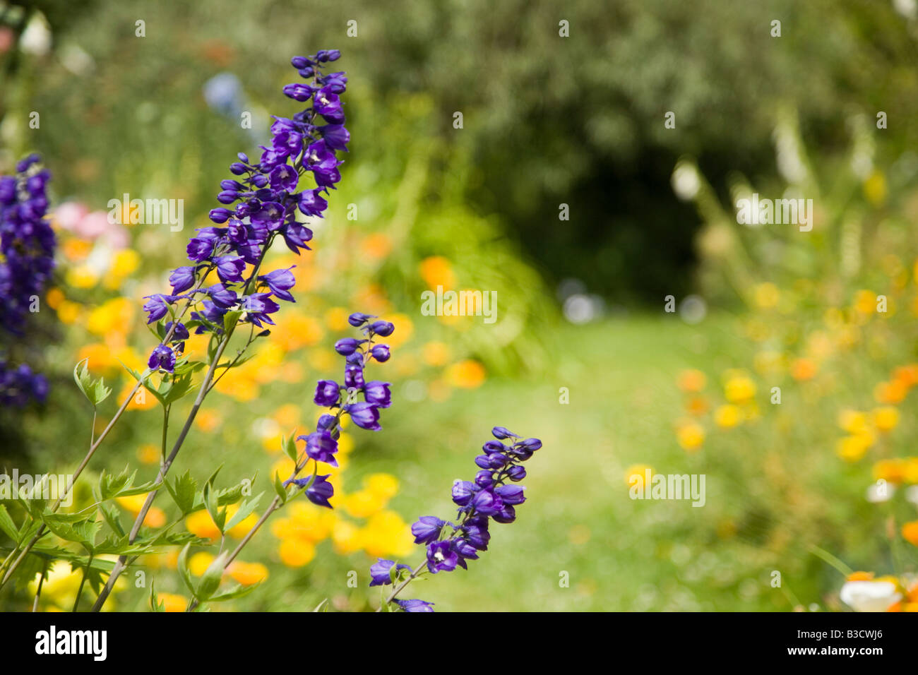 Delphiniums blooming in Hemingford Grey Manor garden Cambridgeshire