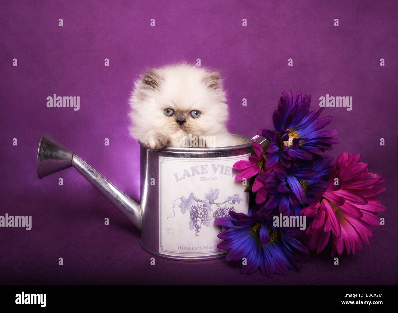 Cute torti point Himalayan kitten in watering can with flowers on purple background Stock Photo