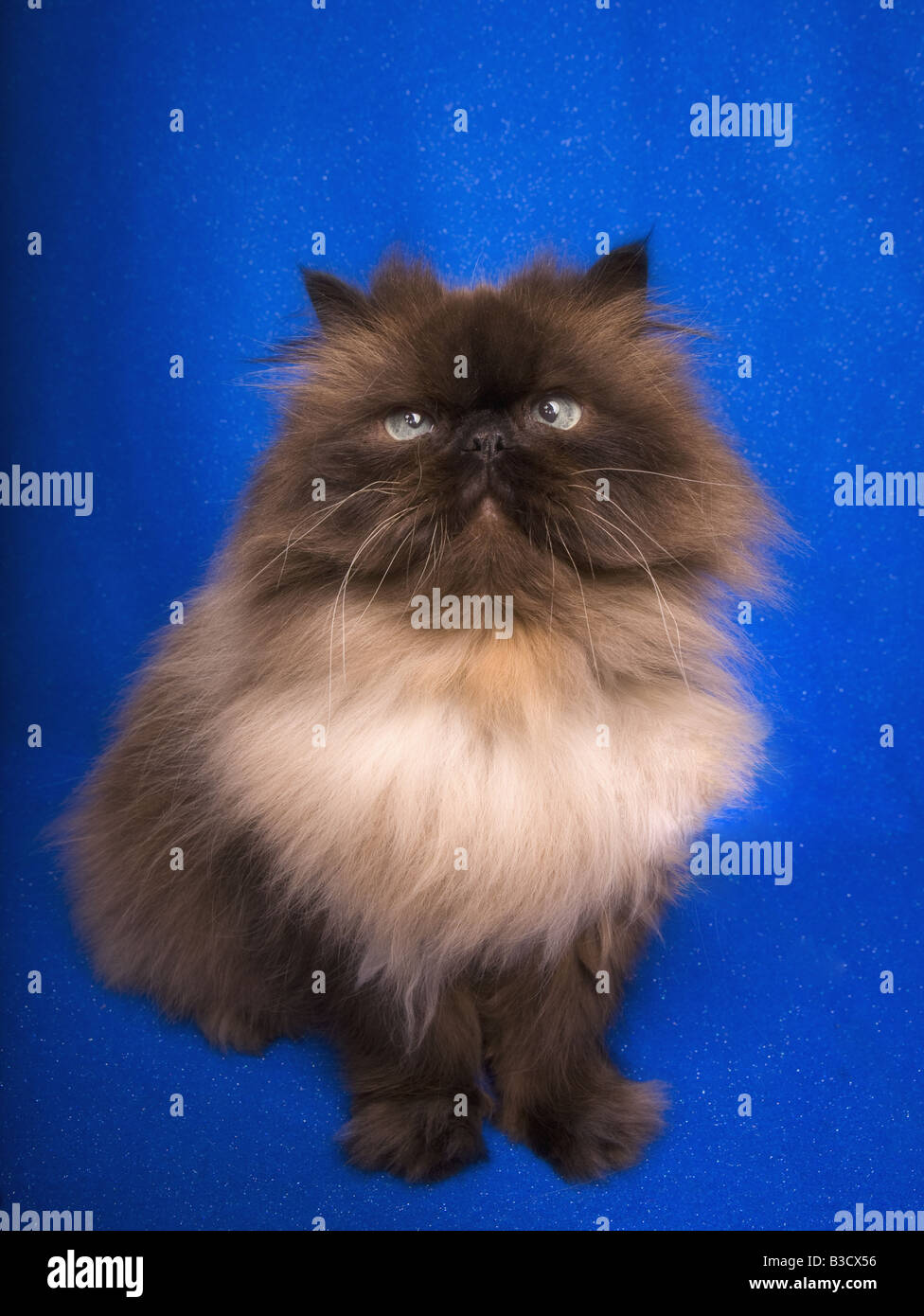 Seal Point Persian cat portrait on blue background Stock Photo - Alamy