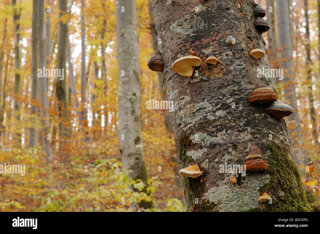 Germany, Bavaria, tree mushrooms on trunk, close up Stock Photo