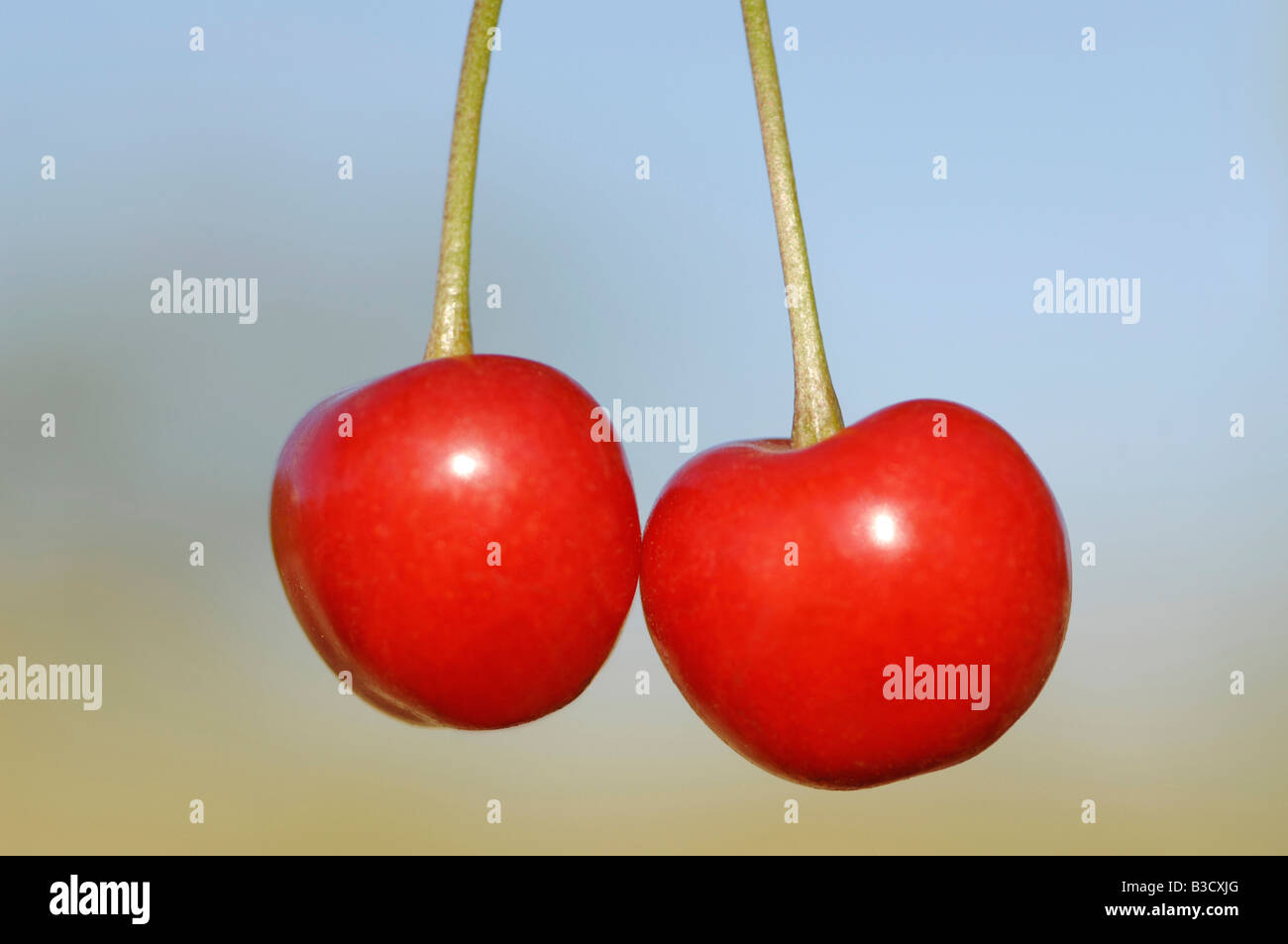 Two cherries, closeup Stock Photo Alamy