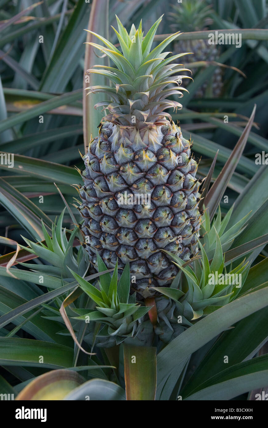 Ripening pineapple growing in Queensland Australia Stock Photo