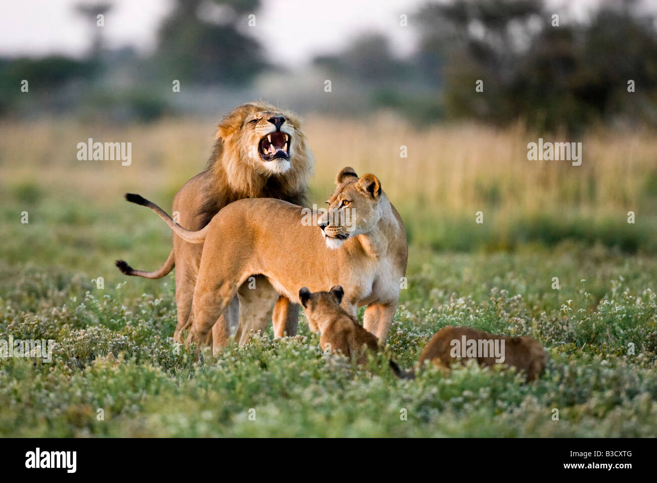 Africa, Botswana, African Lion (Panthera leo) Lioness (Panthera leo) and cubs Stock Photo
