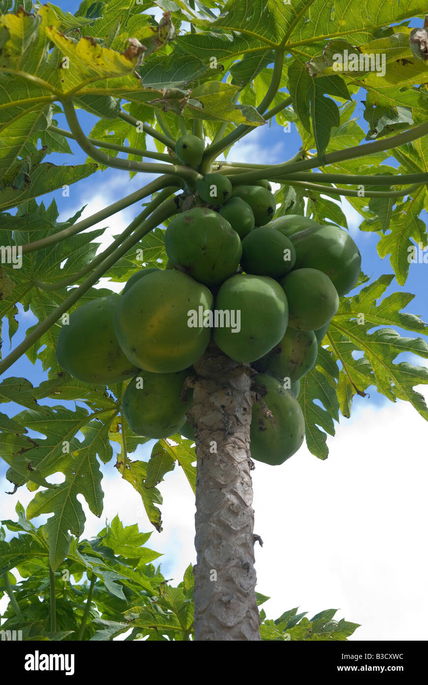 Ripening papayas on tree in Queensland Australia Stock Photo