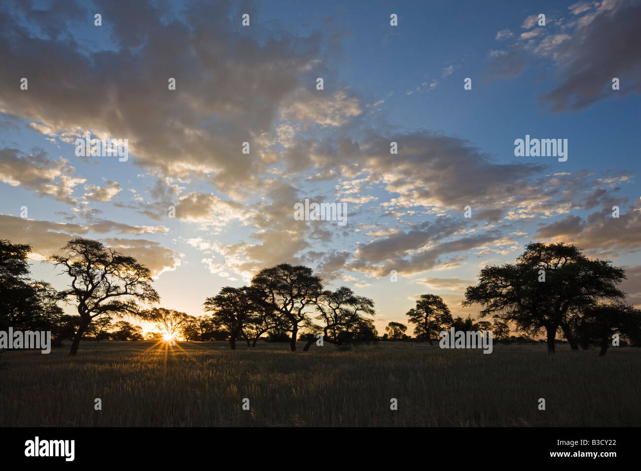 Savannah sunsets hi-res stock photography and images - Alamy
