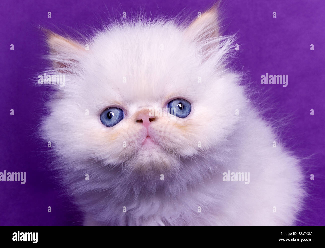 Adorable Blue Eyed Flame Point Himalayan Kitten On Purple Violet Background Stock Photo Alamy