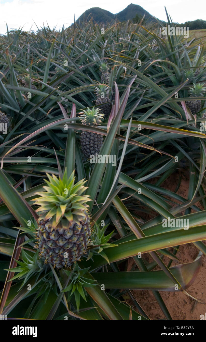 Pineapples growing in Queensland Australia Stock Photo