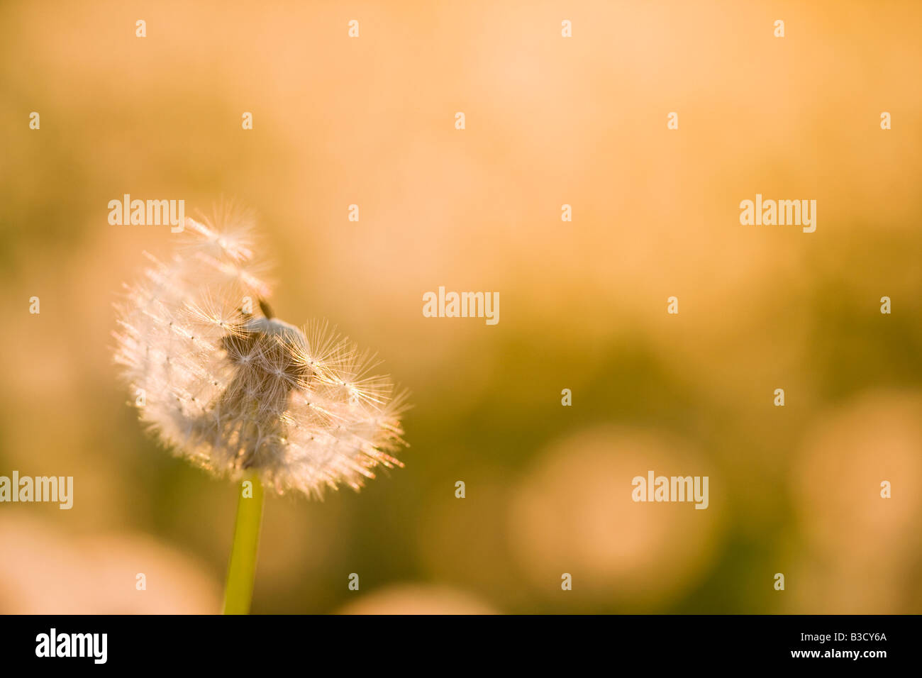 Germany, Bavaria, Detailed view of dandelion seed, close-up Stock Photo