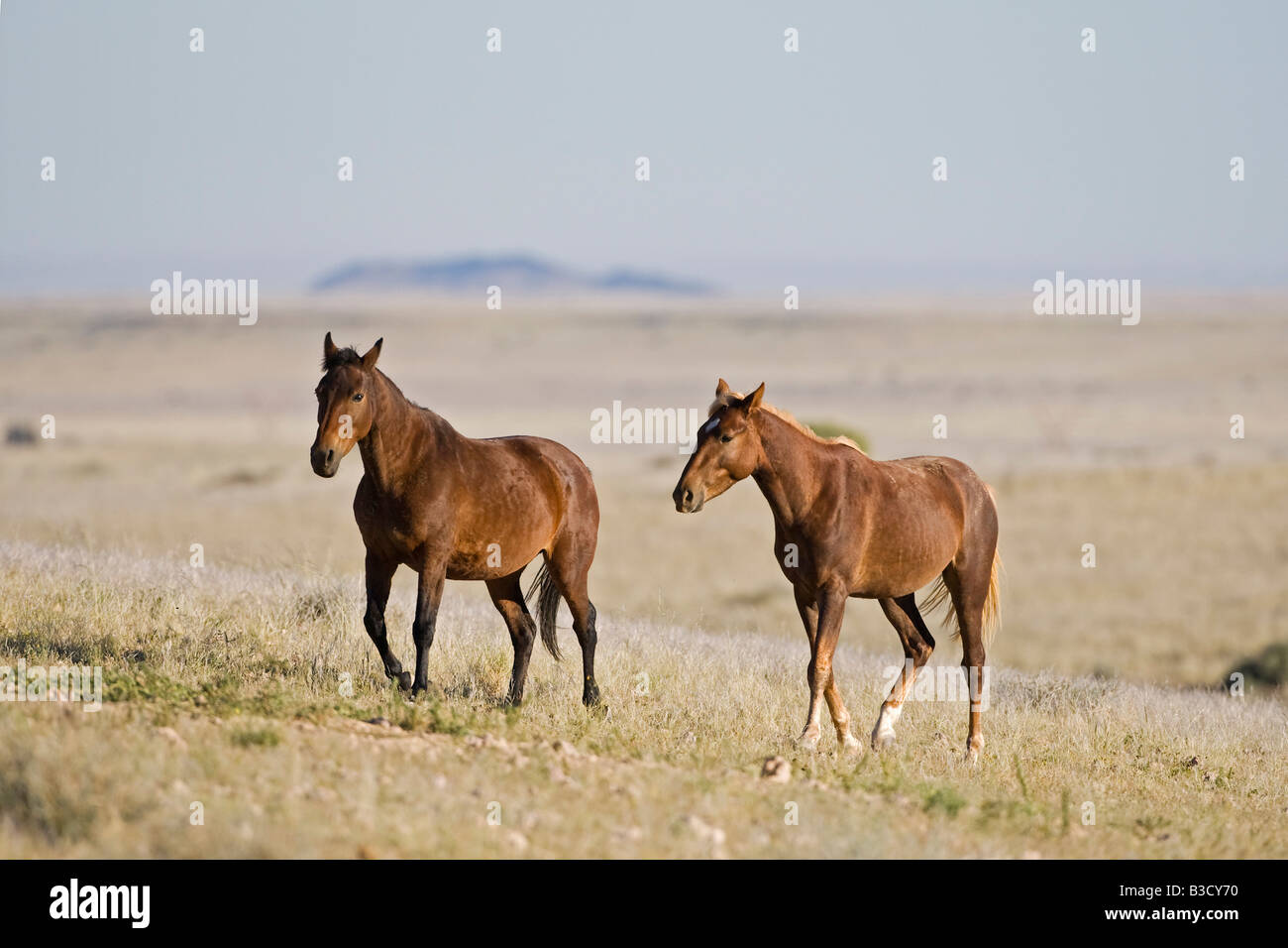 Wild animals africa hi-res stock photography and images - Alamy
