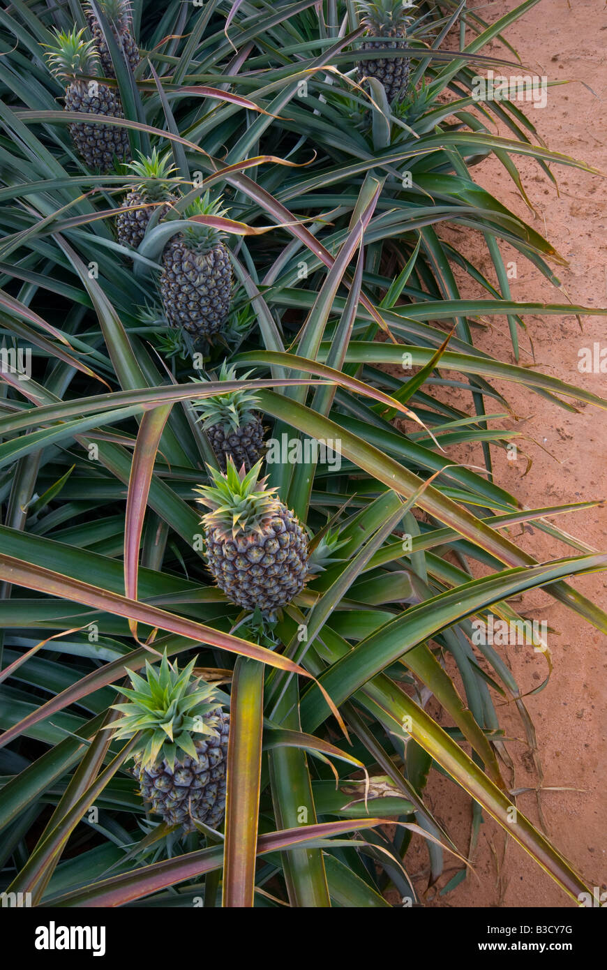 Pineapples growing in Queensland Australia Stock Photo