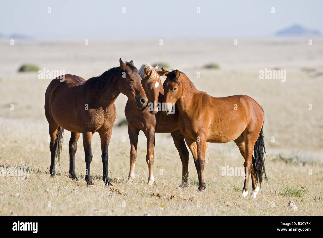 Africa, Namibia, Aus, Wild horses Stock Photo