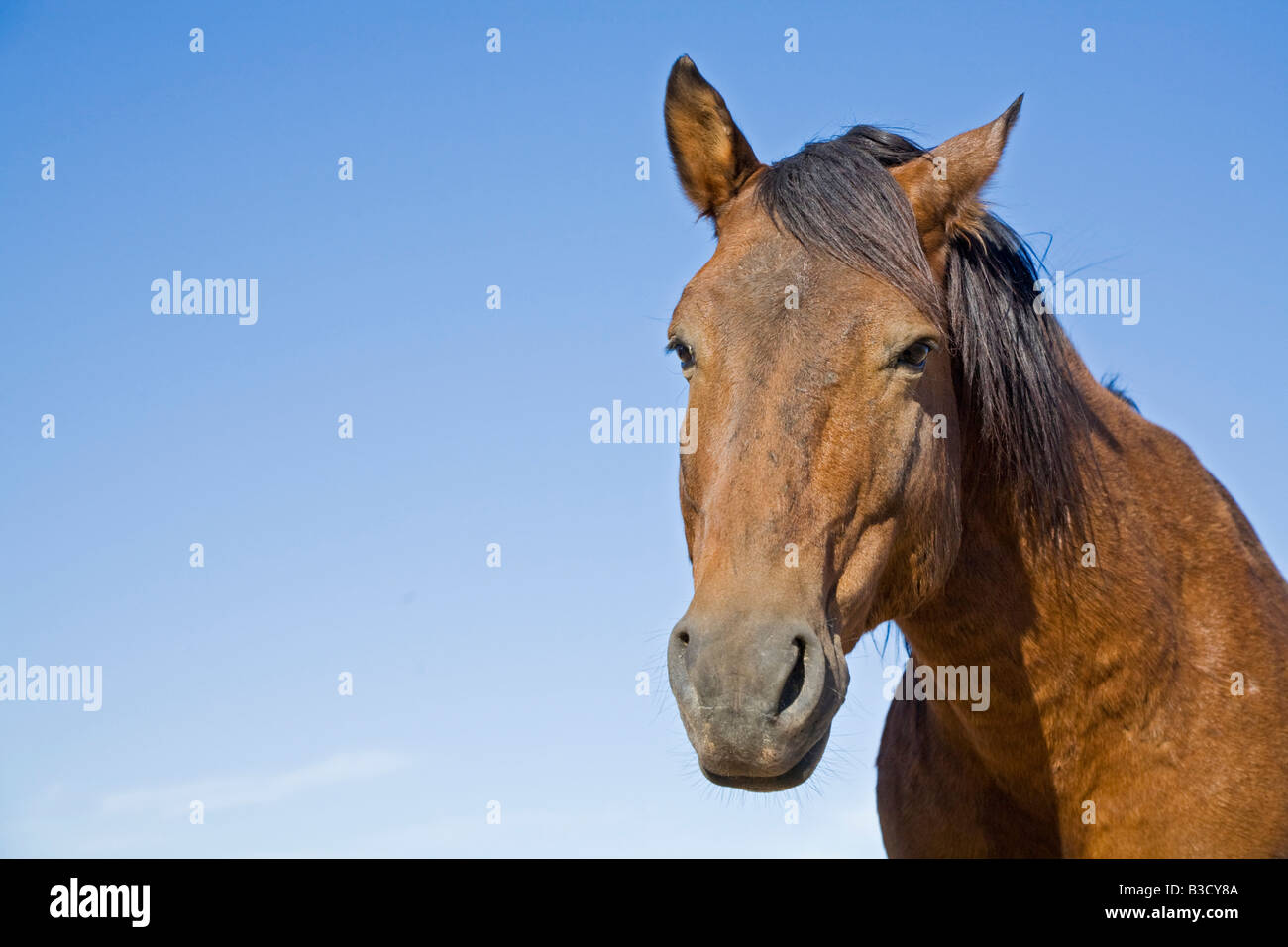 Africa, Namibia, Wild horse, portrait, close-up Stock Photo