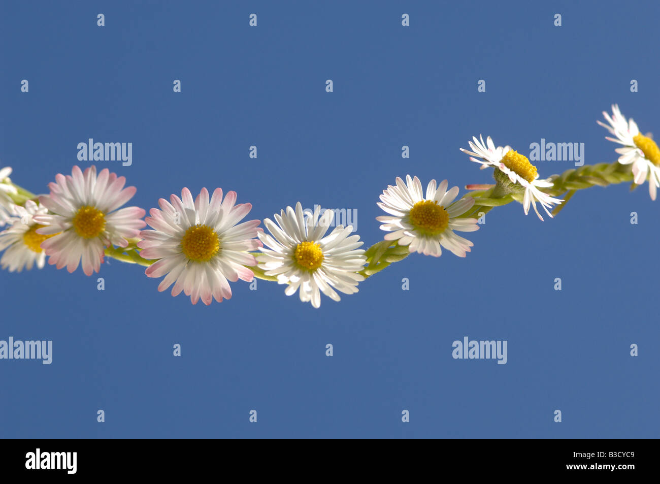 Daisy chain (Bellis perennis Stock Photo Alamy