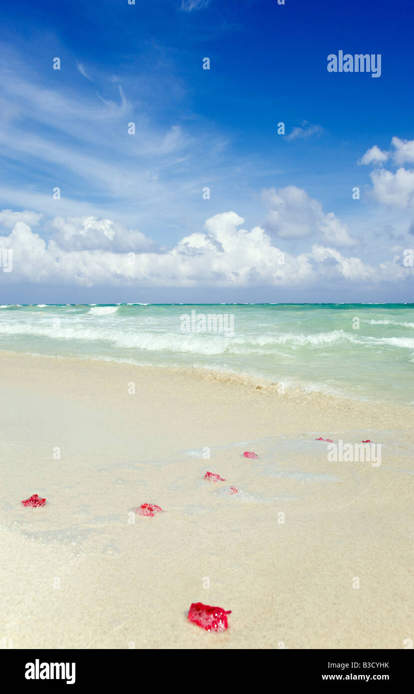 Mexiko, Yucatan, Petals on the beach Stock Photo Alamy