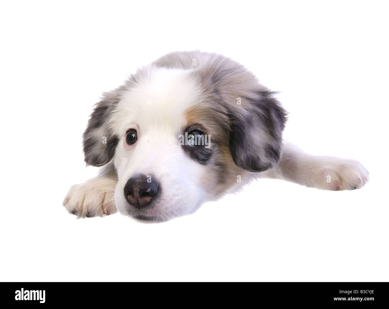 Cute miniature Australian Shepherd puppy lying down isolated on white background Stock Photo